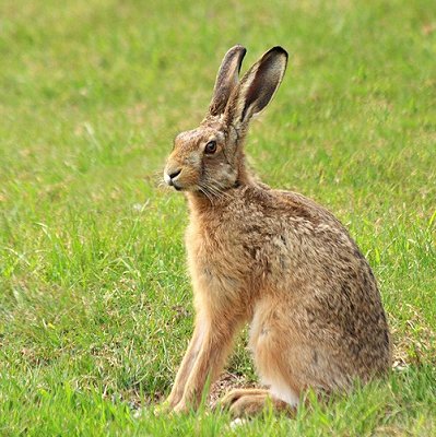 Jugged Hare