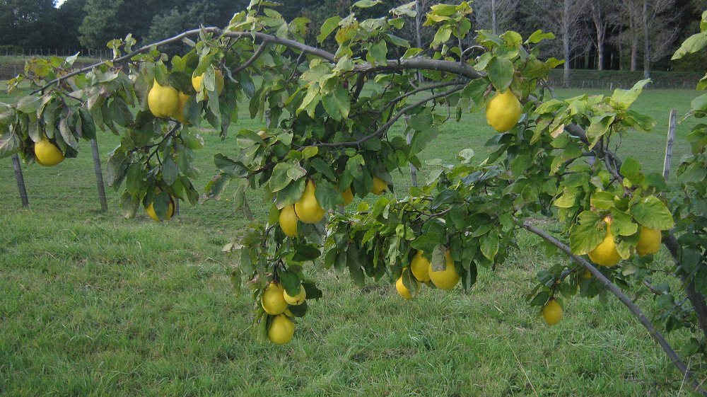 Quince Jelly