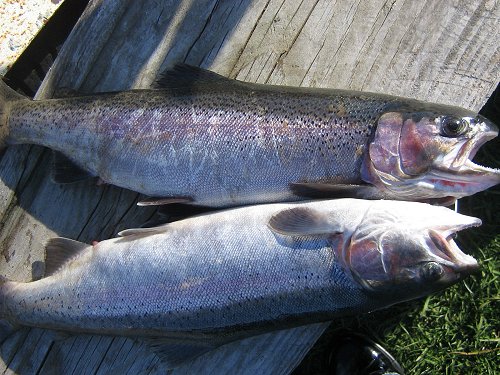 Baked Trout in Wine